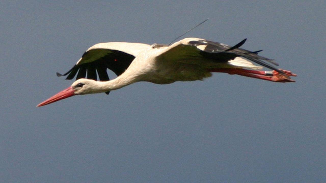 Eine Störchin auf ihrem Flug von Deutschland nach Südafrika, auf dem Rücken mit einem Peilsender ausgestattet Eine Störchin auf ihrem Flug von Deutschland nach Südafrika, auf dem Rücken mit einem Peilsender ausgestattet