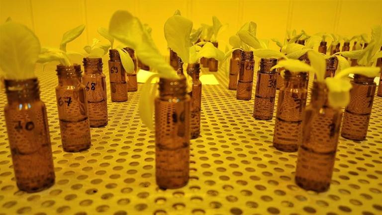 Salat, der im Labor mit Nanoplastik in Kontakt war. Salat, der im Labor mit Nanoplastik in Kontakt war.