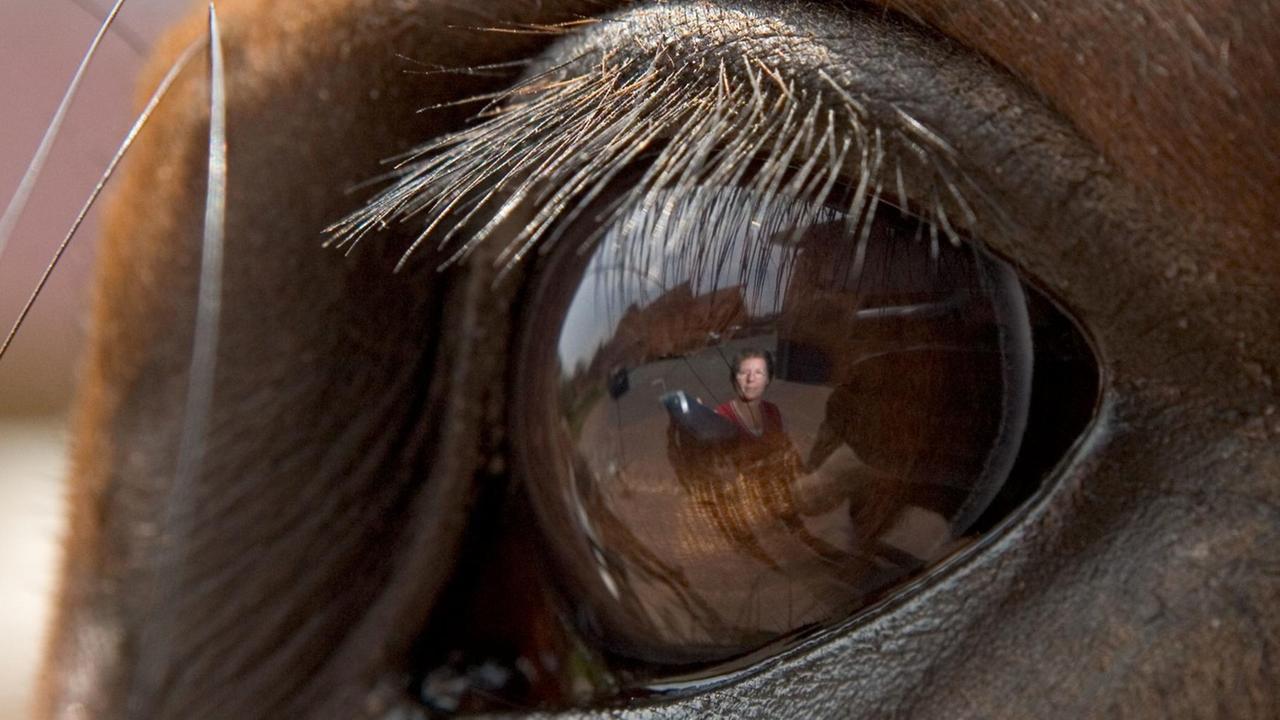 Das Auge eines Pferdes in Nahaufnahme Das Auge eines Pferdes in Nahaufnahme