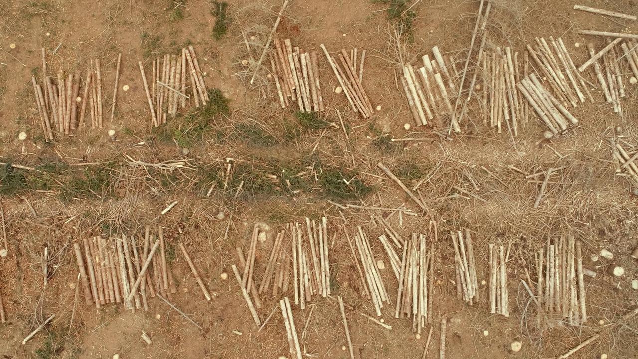 Luftaufnahme von gerodeten Flächen im Harz. Die Trockenheit der Jahre 2019 und 2020 und der Borkenkäfer haben einen großen Teil der Fichten im Harz absterben lassen. Nun werden die Totholzflächen gerodet und das Holz abtransportiert.