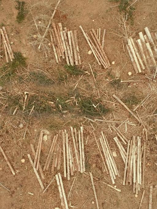 Luftaufnahme von gerodeten Flächen im Harz. Die Trockenheit der Jahre 2019 und 2020 und der Borkenkäfer haben einen großen Teil der Fichten im Harz absterben lassen. Nun werden die Totholzflächen gerodet und das Holz abtransportiert.