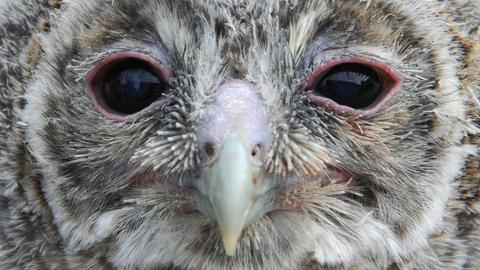 Mit seinen großen, rot umrandeten Augen schaut Waldi, ein Käuzchen des jüngsten, vierköpfigen Nachwuchses der Waldkäuze im Vogelpark in Steinen (Kreis Lörrach), in die Kamera des Fotografen.