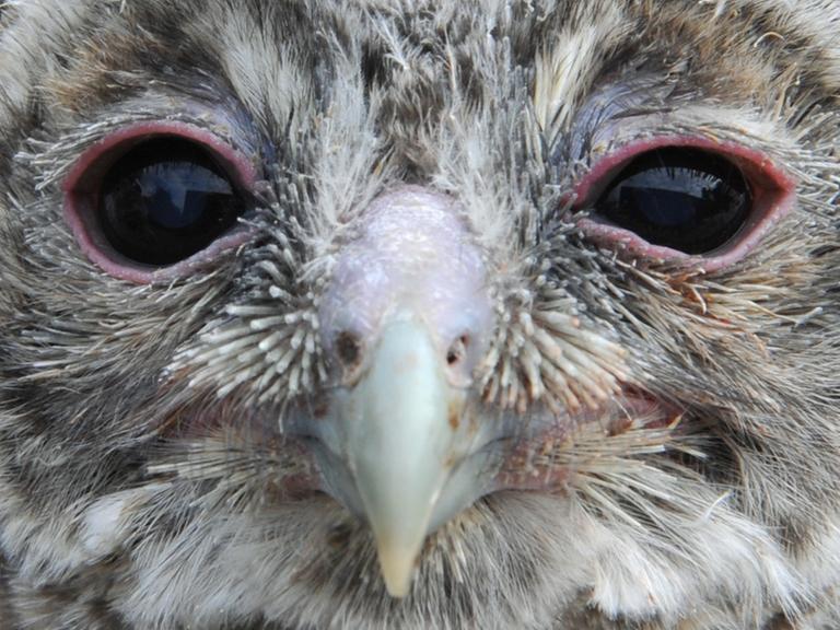 Mit seinen großen, rot umrandeten Augen schaut Waldi, ein Käuzchen des jüngsten, vierköpfigen Nachwuchses der Waldkäuze im Vogelpark in Steinen (Kreis Lörrach), in die Kamera des Fotografen.