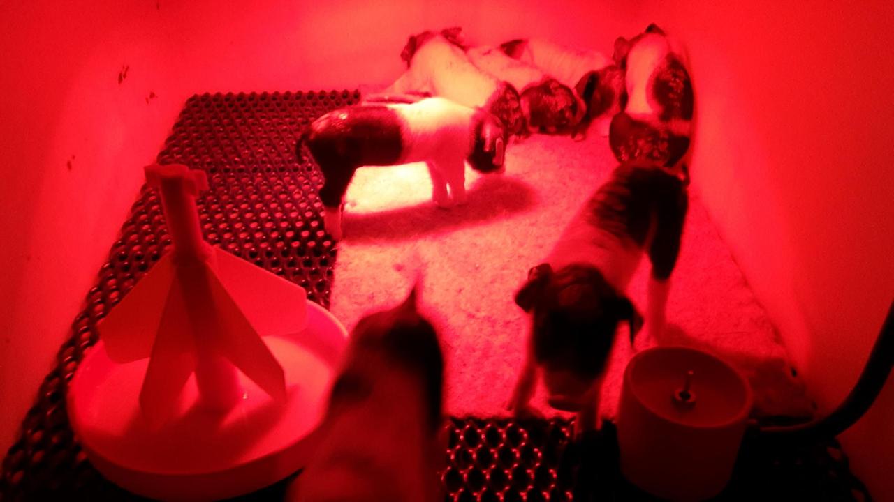 Ferkel unter Rotlicht Ferkel unter Rotlicht