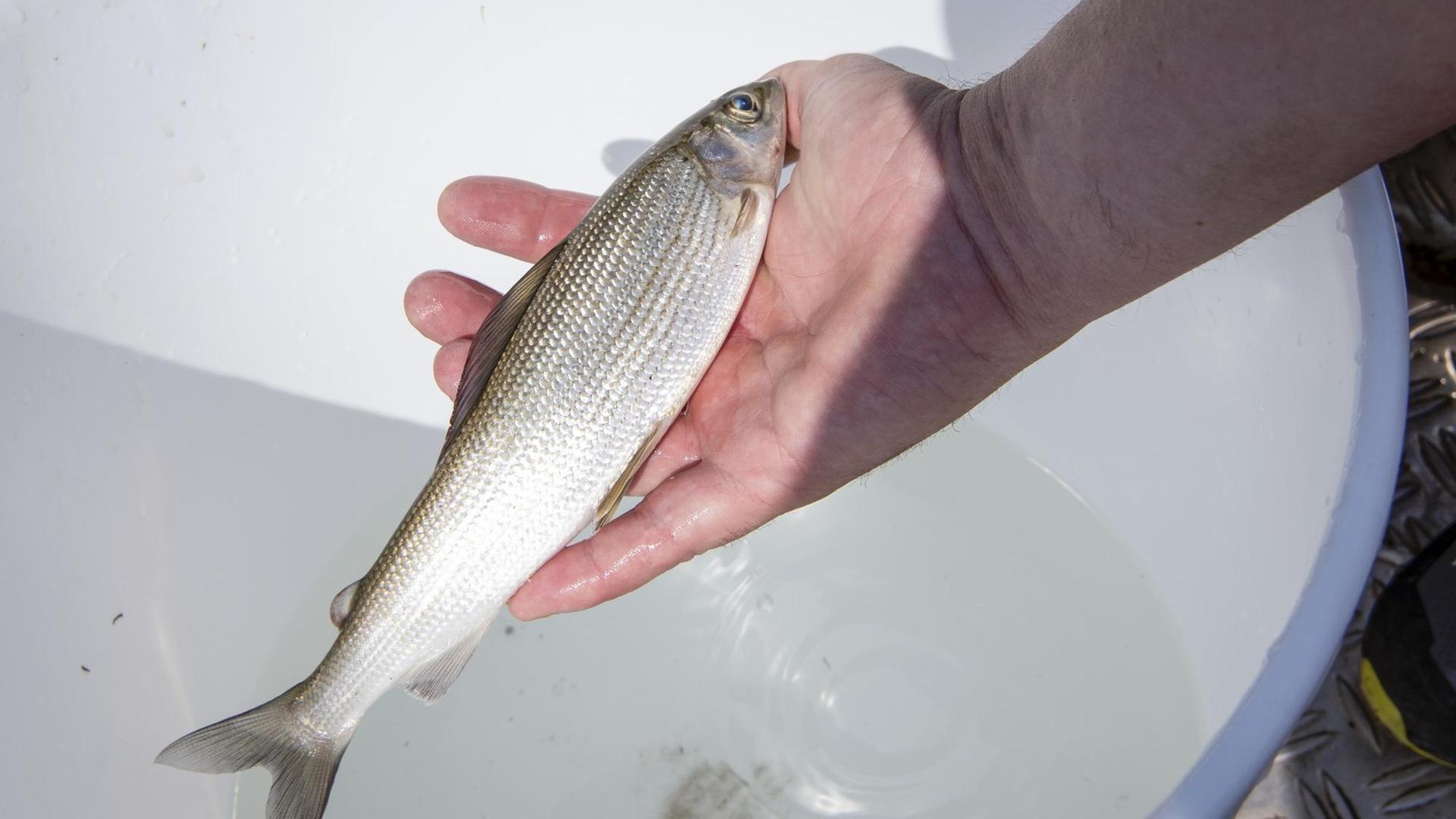 Eine tote Äsche im Rhein, am Montag, 6.8.2018, in Neuhausen, Schweiz. Das massenhafte Fischsterben hat aufgrund der Hitze begonnen. Ab 23 Grad zeigen Kaltwasserfische wie Äschen Stresssymptome. Eine tote Äsche im Rhein, am Montag, 6.8.2018, in Neuhausen, Schweiz. Das massenhafte Fischsterben hat aufgrund der Hitze begonnen. Ab 23 Grad zeigen Kaltwasserfische wie Äschen Stresssymptome.