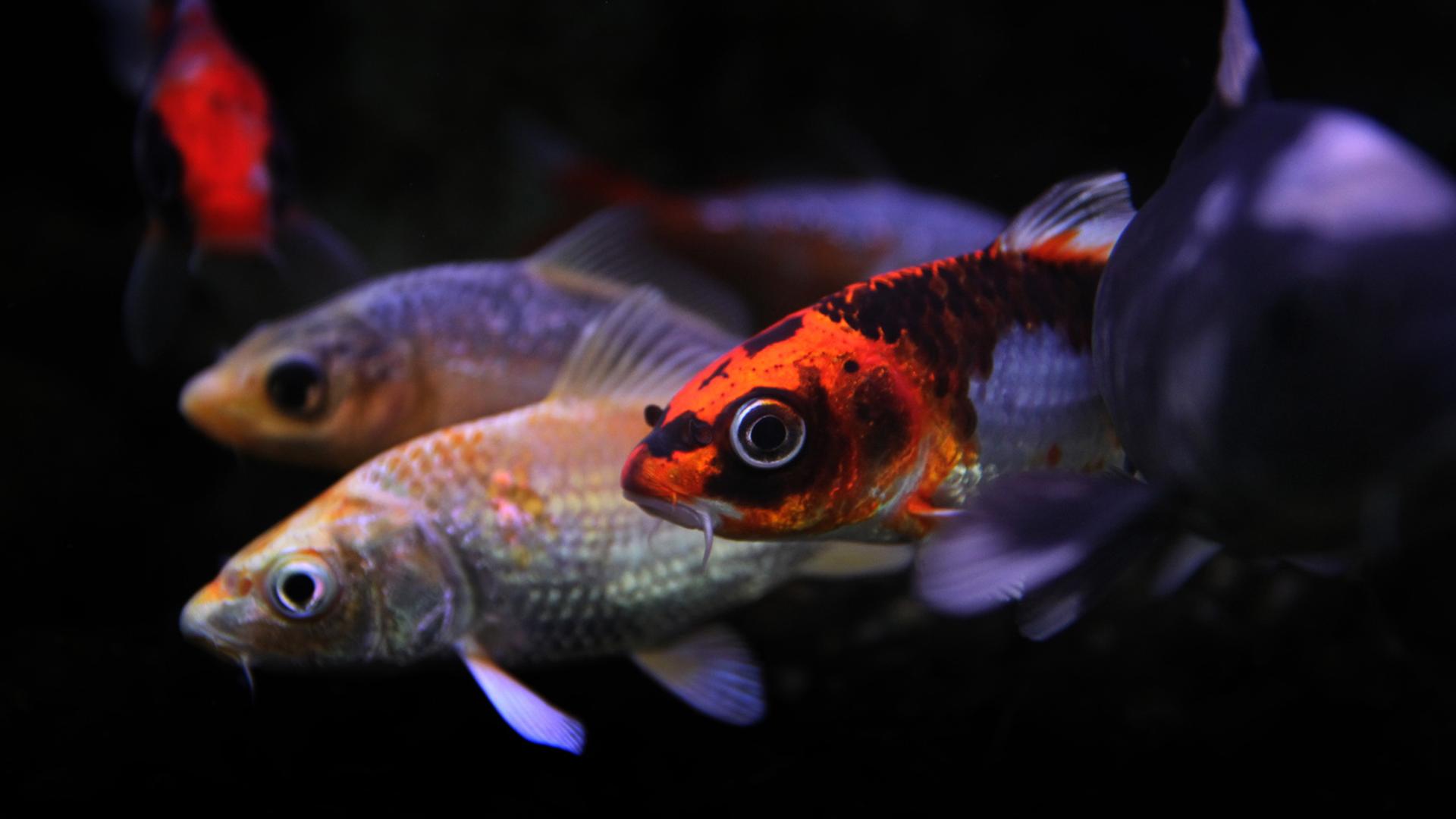 Junge Koi-Karpfen schwimmen in einem Aquarium im Teichwirtschaftlichen Beispielbetrieb des Bezirks Unterfranken im bayerischen Maidbronn. Junge Koi-Karpfen schwimmen in einem Aquarium im Teichwirtschaftlichen Beispielbetrieb des Bezirks Unterfranken im bayerischen Maidbronn.