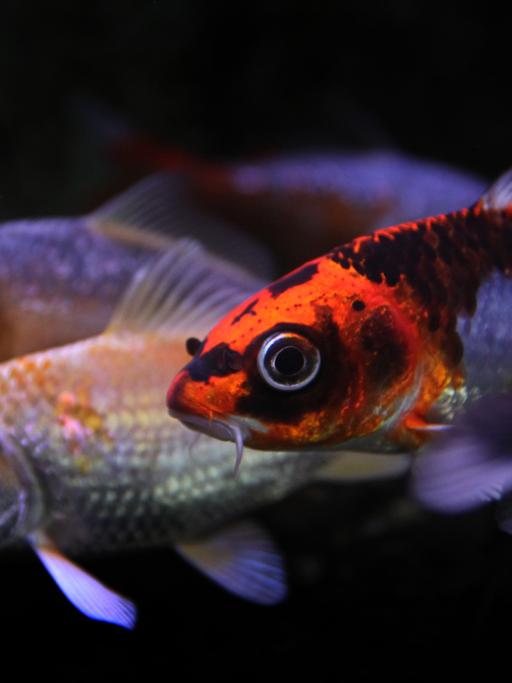 Junge Koi-Karpfen schwimmen in einem Aquarium im Teichwirtschaftlichen Beispielbetrieb des Bezirks Unterfranken im bayerischen Maidbronn.