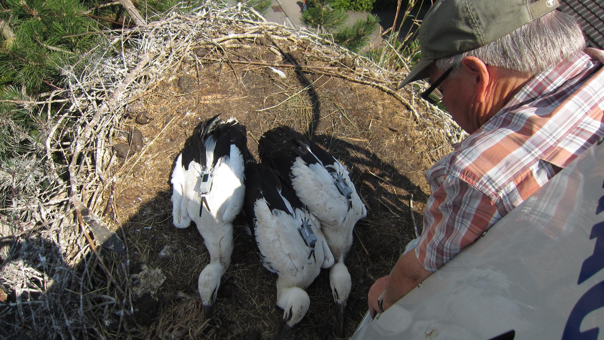 Drei Störche liegen in ihrem Nest, "Storchenvater" Wolfgang Schäfle schaut auf sie herunter.
