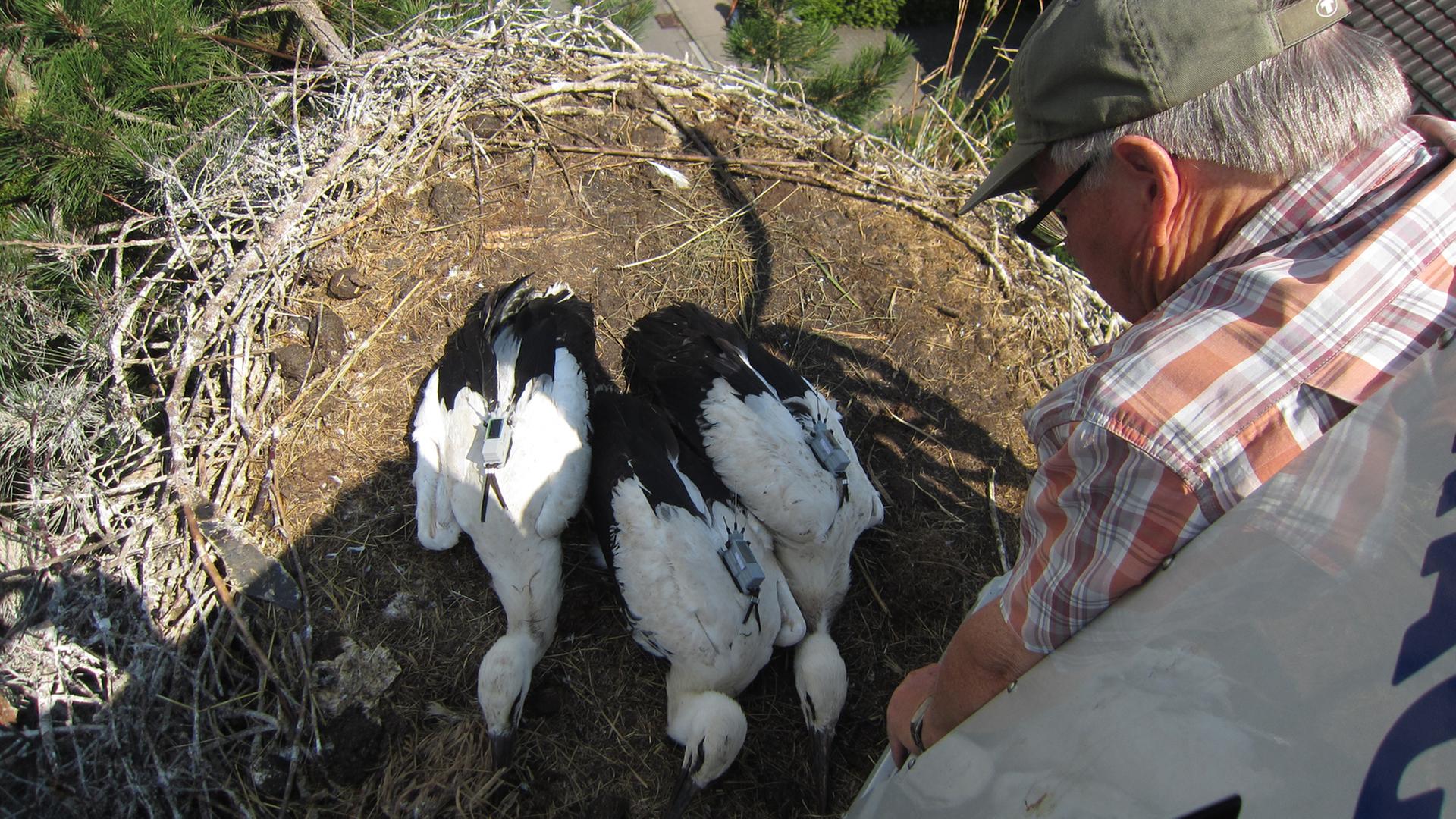 Drei Störche liegen in ihrem Nest, "Storchenvater" Wolfgang Schäfle schaut auf sie herunter. Drei Störche liegen in ihrem Nest, "Storchenvater" Wolfgang Schäfle schaut auf sie herunter.
