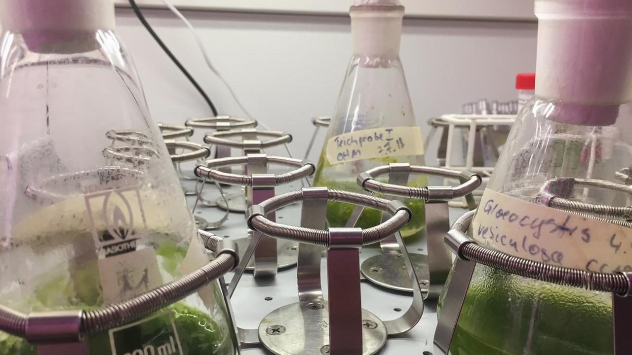 Mehrere Reagenzgläser mit einer grünen Flüssigkeit stehen in einem Labor.