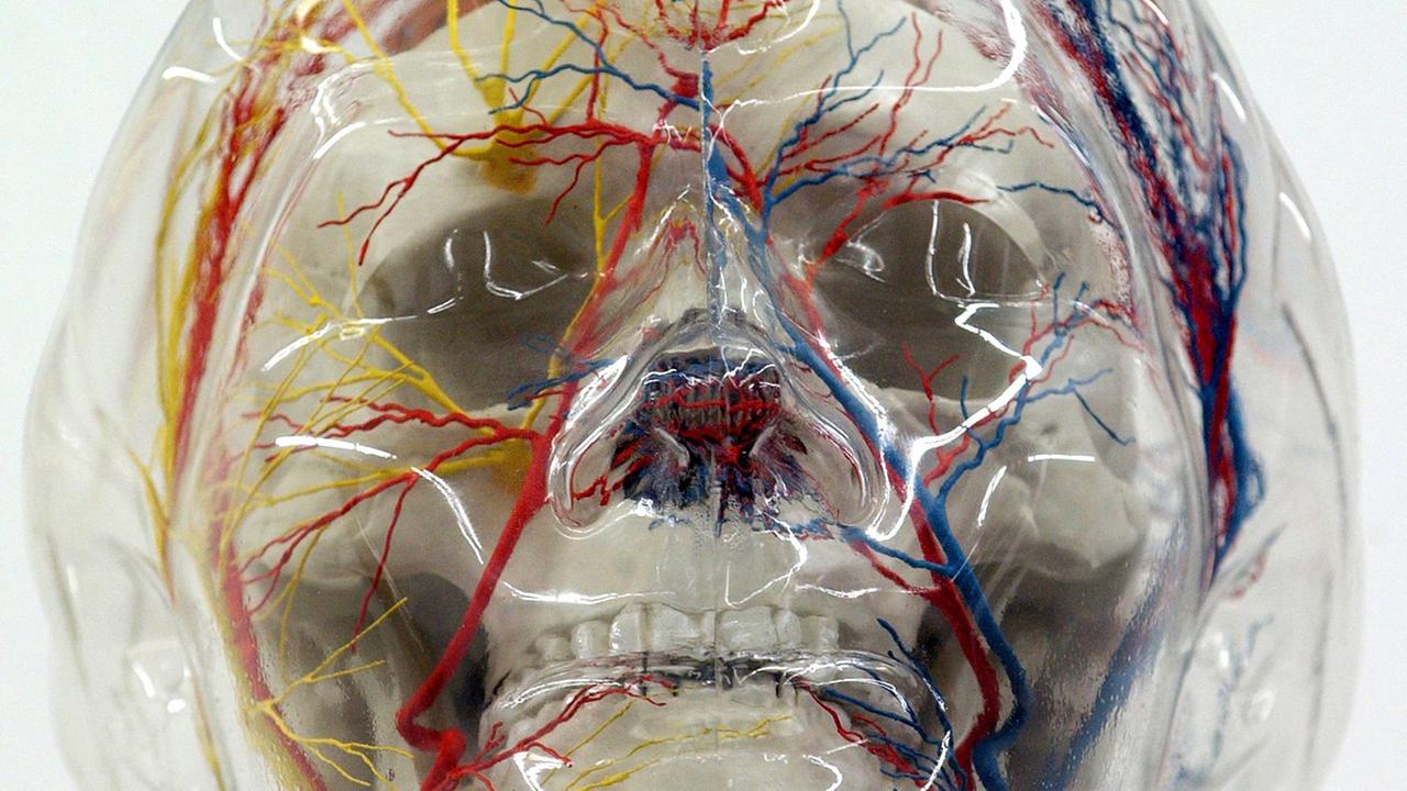 Der Kopf der Skulptur "Der Gläserne Mensch" zeigt einen durchsichtigen Kopf mit Knochen und bunten Adern. Der Kopf der Skulptur "Der Gläserne Mensch" zeigt einen durchsichtigen Kopf mit Knochen und bunten Adern.