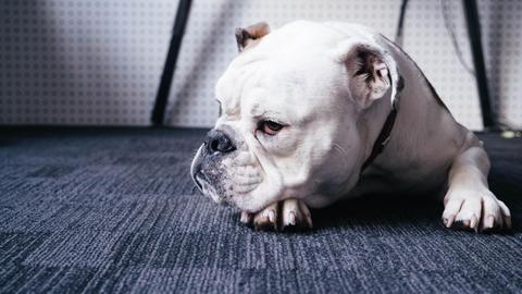 Bulldoge liegt auf einem Teppich und hat den Kopf auf die Pfoten gelegt