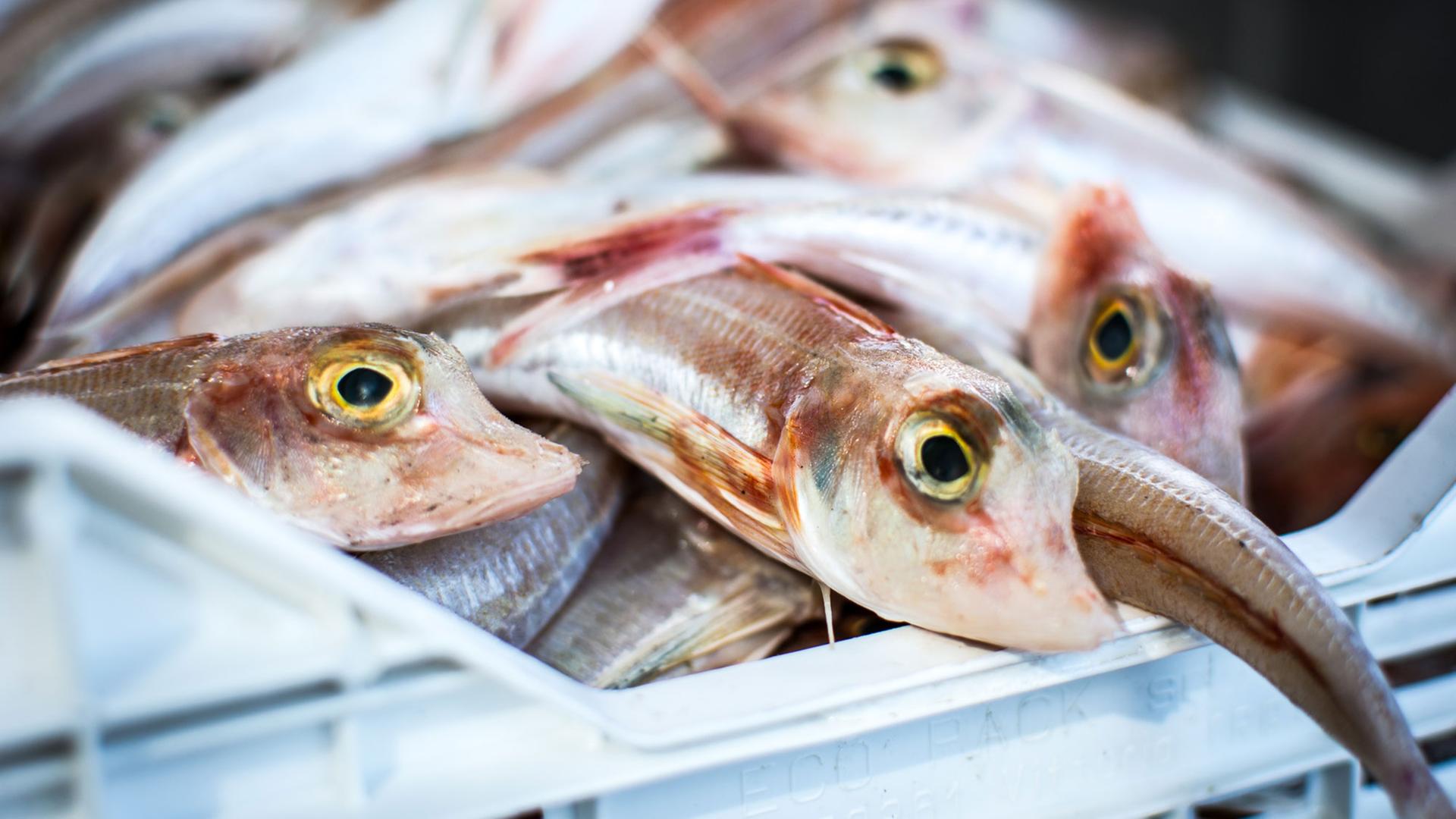 Tote Fische in einer Kiste Tote Fische in einer Kiste
