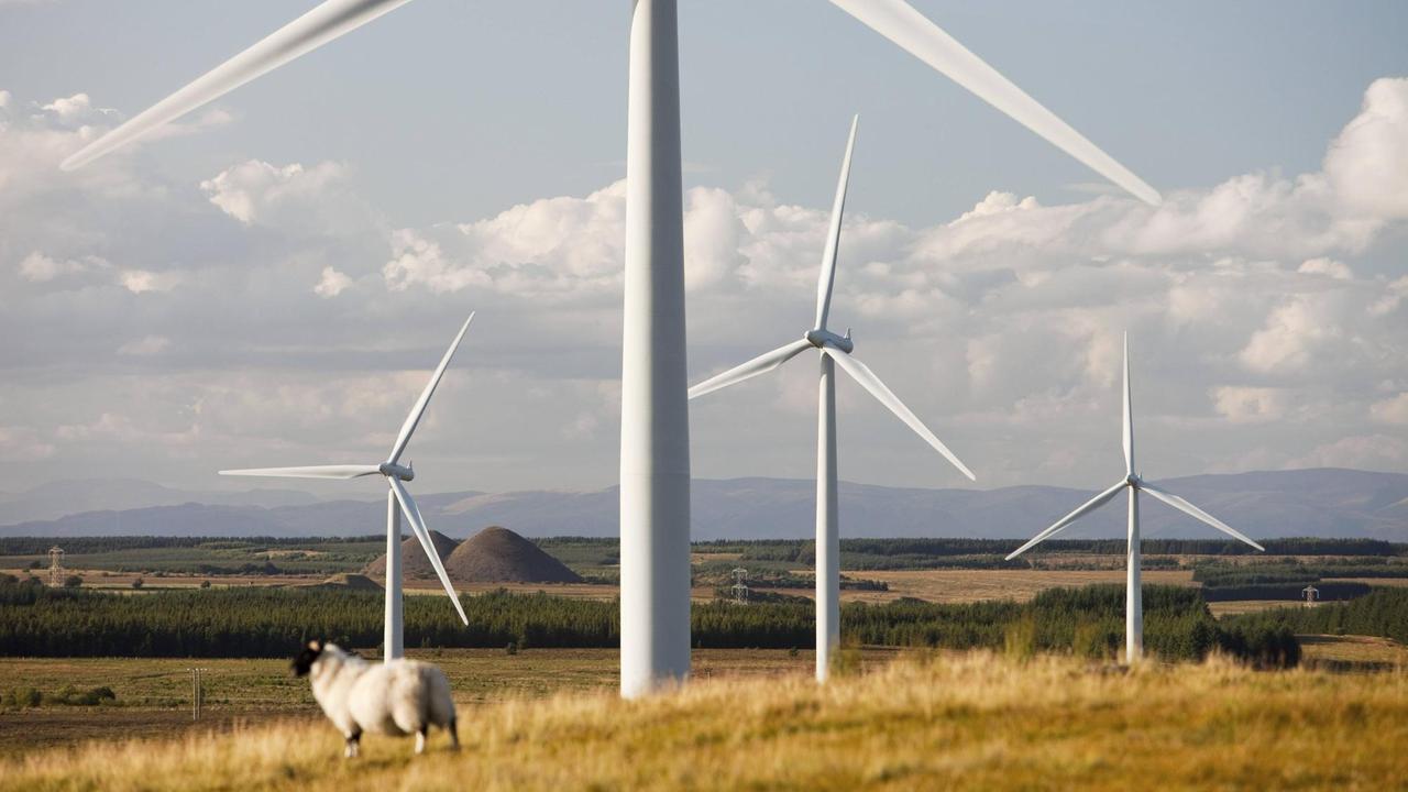 Ein Schaf steht vor Windrädern in der schottischen Landschaft.