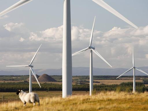 Ein Schaf steht vor Windrädern in der schottischen Landschaft.