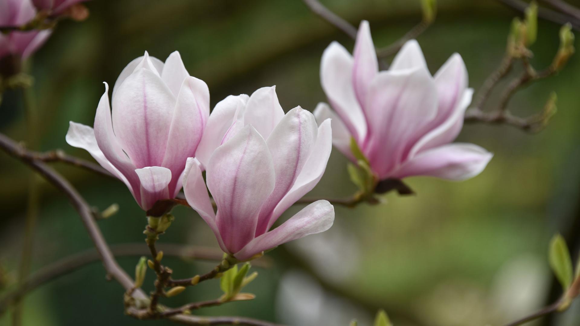 Blüten an einem Magnolien-Baum Blüten an einem Magnolien-Baum