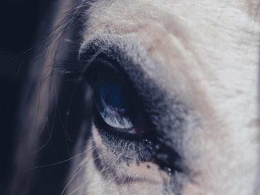 Großaufnahme des Auges eines weißen Pferdes.