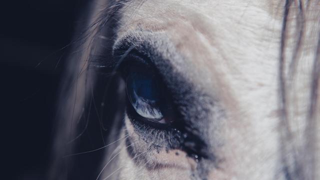 Großaufnahme des Auges eines weißen Pferdes.