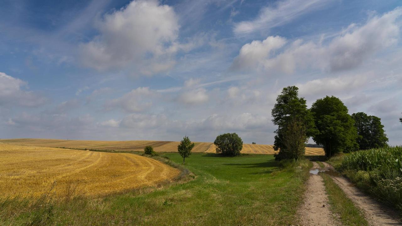 Eine Weg führt entlang idyllischer Felder in Brandenburg.
