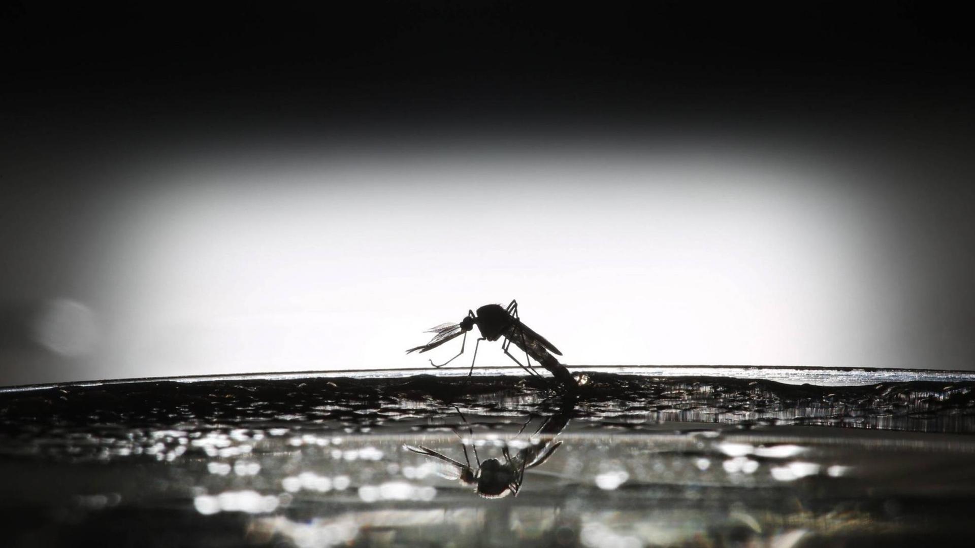 Eine Welt ohne Malaria-Moskitos ist möglich - aber darf Mensch Gott spielen? Eine Welt ohne Malaria-Moskitos ist möglich - aber darf Mensch Gott spielen?