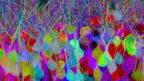 Die Nervenzellen im Hippocampus der Mäuse leuchten in den verschiedensten Farben auf.