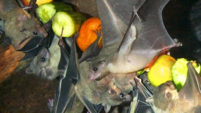Verschiedene Flughunde drängen sich um Obst. Verschiedene Flughunde drängen sich um Obst.