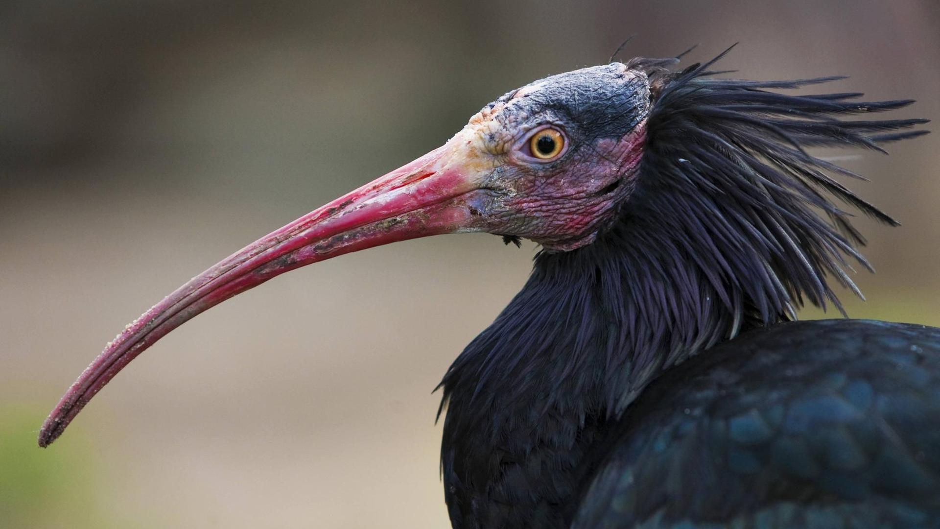 Waldrapp (Geronticus eremita), Portraet | hermit ibis (Geronticus eremita), portrait | Verwendung weltweit Waldrapp (Geronticus eremita), Portraet | hermit ibis (Geronticus eremita), portrait | Verwendung weltweit