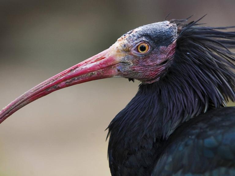 Waldrapp (Geronticus eremita), Portraet | hermit ibis (Geronticus eremita), portrait | Verwendung weltweit