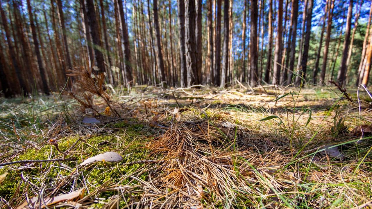 Waldboden in einem typischen Brandenburger Kiefernwald in der Lausitz. Aufgrund hoher Temperaturen und Trockenheit aufgrund fehlenden Regens herrscht in Brandenburger Waeldern erhoehte Waldbrandgefahr. | Waldboden in einem typischen Brandenburger Kiefernwald in der Lausitz. Aufgrund hoher Temperaturen und Trockenheit aufgrund fehlenden Regens herrscht in Brandenburger Waeldern erhoehte Waldbrandgefahr. |