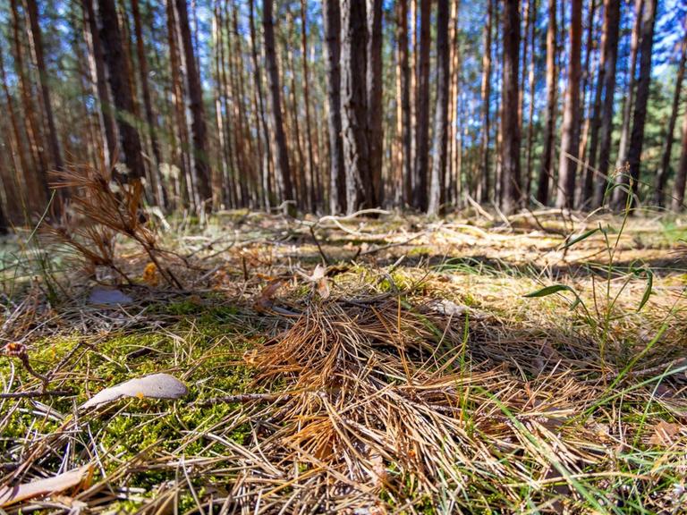 Waldboden in einem typischen Brandenburger Kiefernwald in der Lausitz. Aufgrund hoher Temperaturen und Trockenheit aufgrund fehlenden Regens herrscht in Brandenburger Waeldern erhoehte Waldbrandgefahr. |