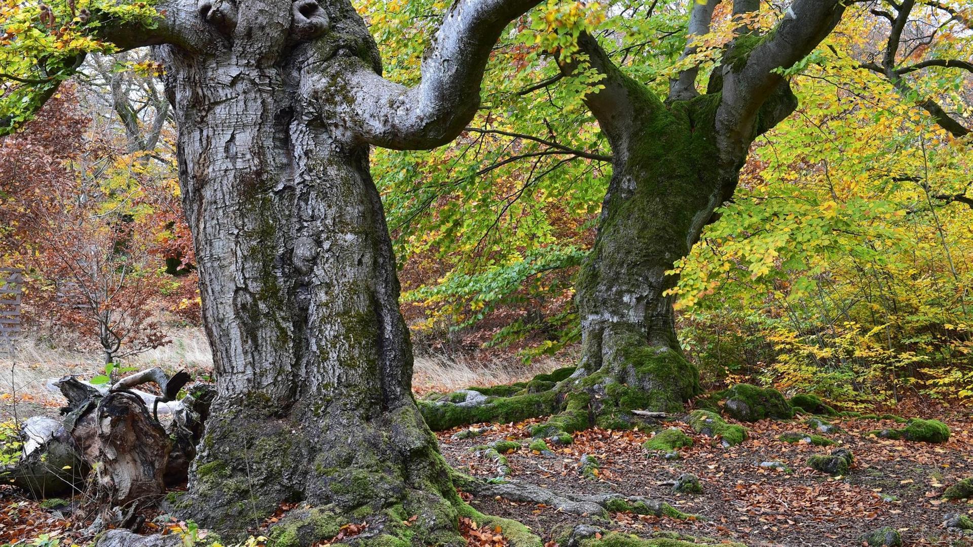 Alte Buchen im Naturpark Kellerwald-Edersee Alte Buchen im Naturpark Kellerwald-Edersee