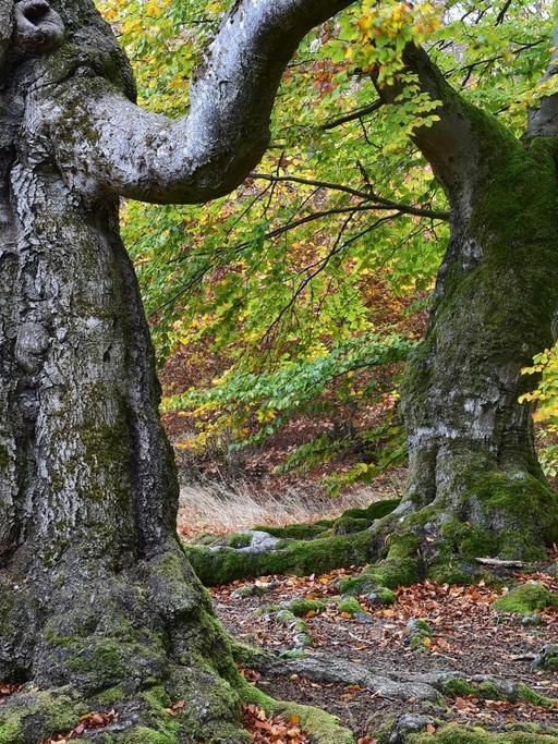 Alte Buchen im Naturpark Kellerwald-Edersee
