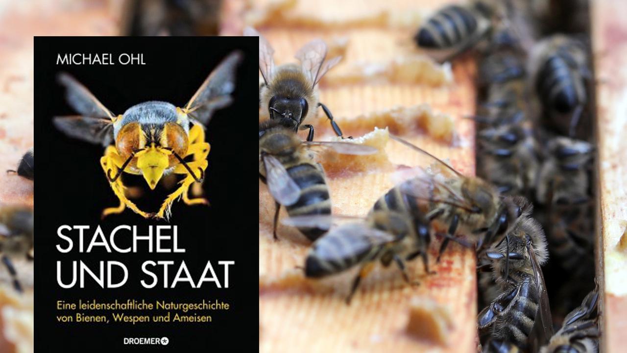 Cover von "Stachel und Staat" vor dem Hintergrund eines Bienenstocks
