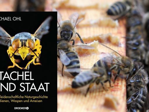 Cover von "Stachel und Staat" vor dem Hintergrund eines Bienenstocks