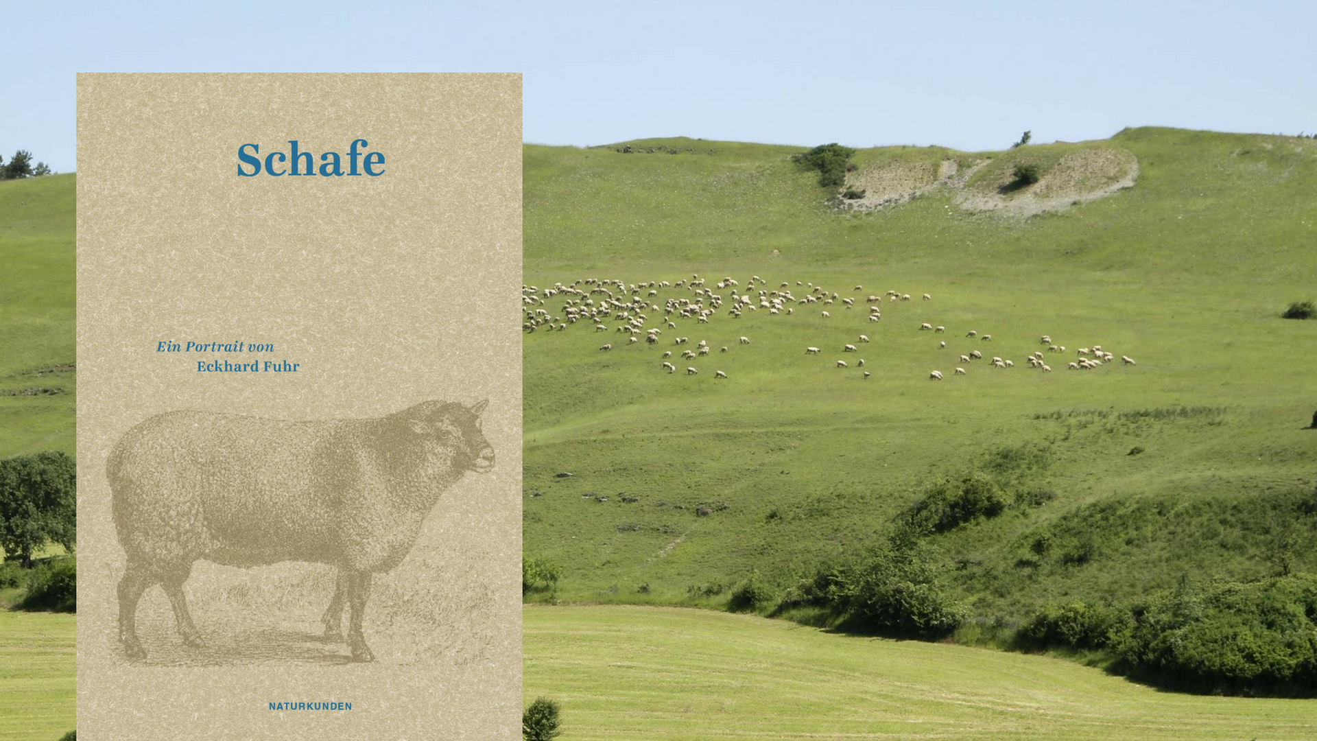 Cover des Buches "Schafe" von Eckhard Fuhr, in Hintergrund: Eine Schafherde auf einer Weide in der Röhn. Cover des Buches "Schafe" von Eckhard Fuhr, in Hintergrund: Eine Schafherde auf einer Weide in der Röhn.