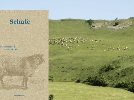 Cover des Buches "Schafe" von Eckhard Fuhr, in Hintergrund: Eine Schafherde auf einer Weide in der Röhn.