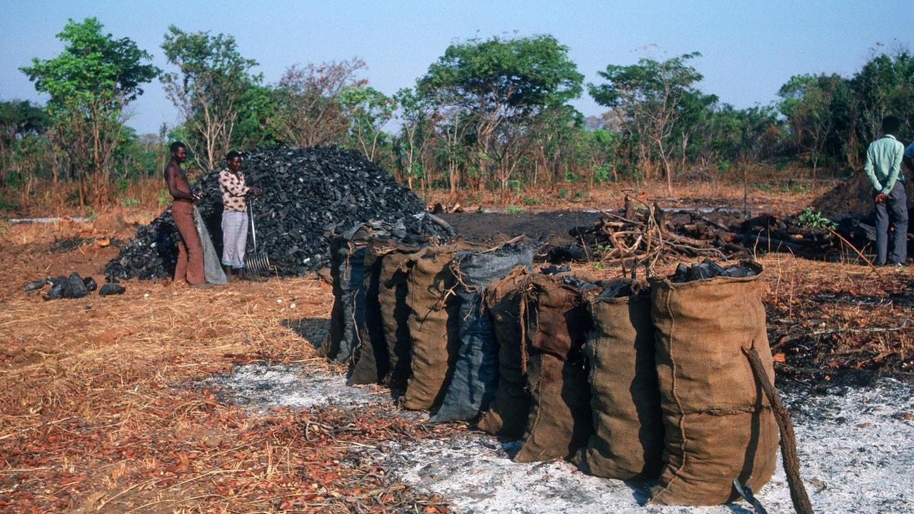 Zwei Köhler stehen vor einem Holzkohlemeiler in Sambia, im Vordergrund Säcke mit Holzkohle Zwei Köhler stehen vor einem Holzkohlemeiler in Sambia, im Vordergrund Säcke mit Holzkohle