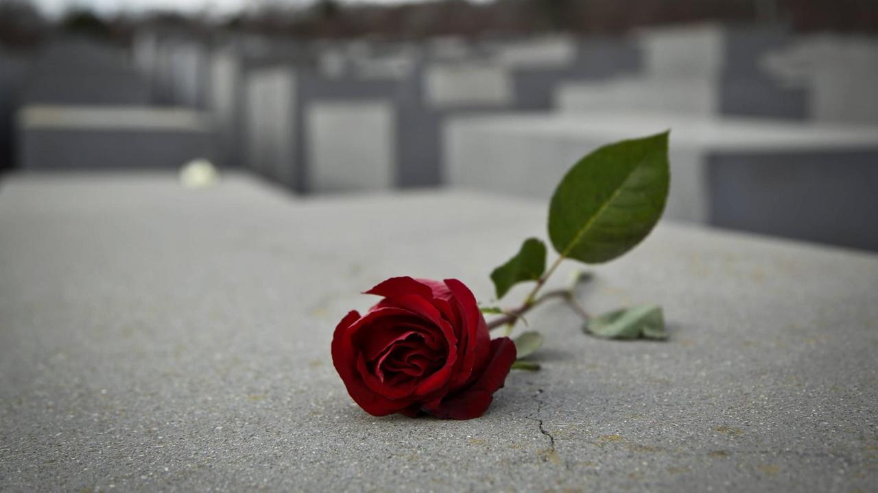 Eine Rose liegt auf einer Stele am Denkmal für die ermordeten Juden Europas in Berlin. Eine Rose liegt auf einer Stele am Denkmal für die ermordeten Juden Europas in Berlin.