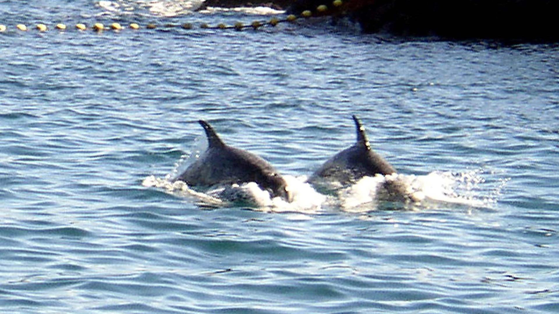Zwei Delfine schwimmen im Meer. Zwei Delfine schwimmen im Meer.