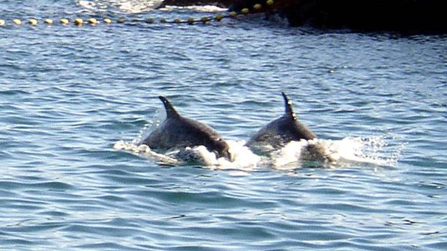 Zwei Delfine schwimmen im Meer.