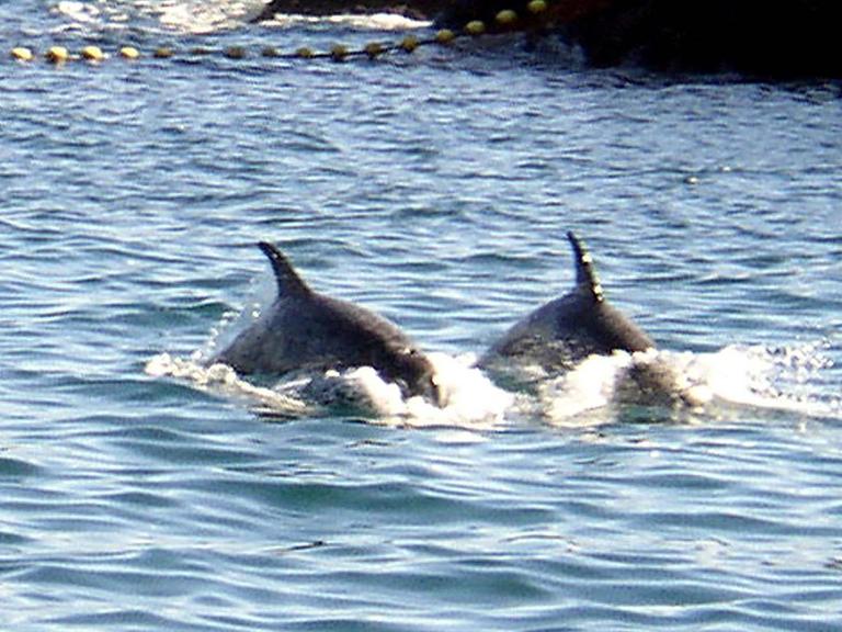 Zwei Delfine schwimmen im Meer.