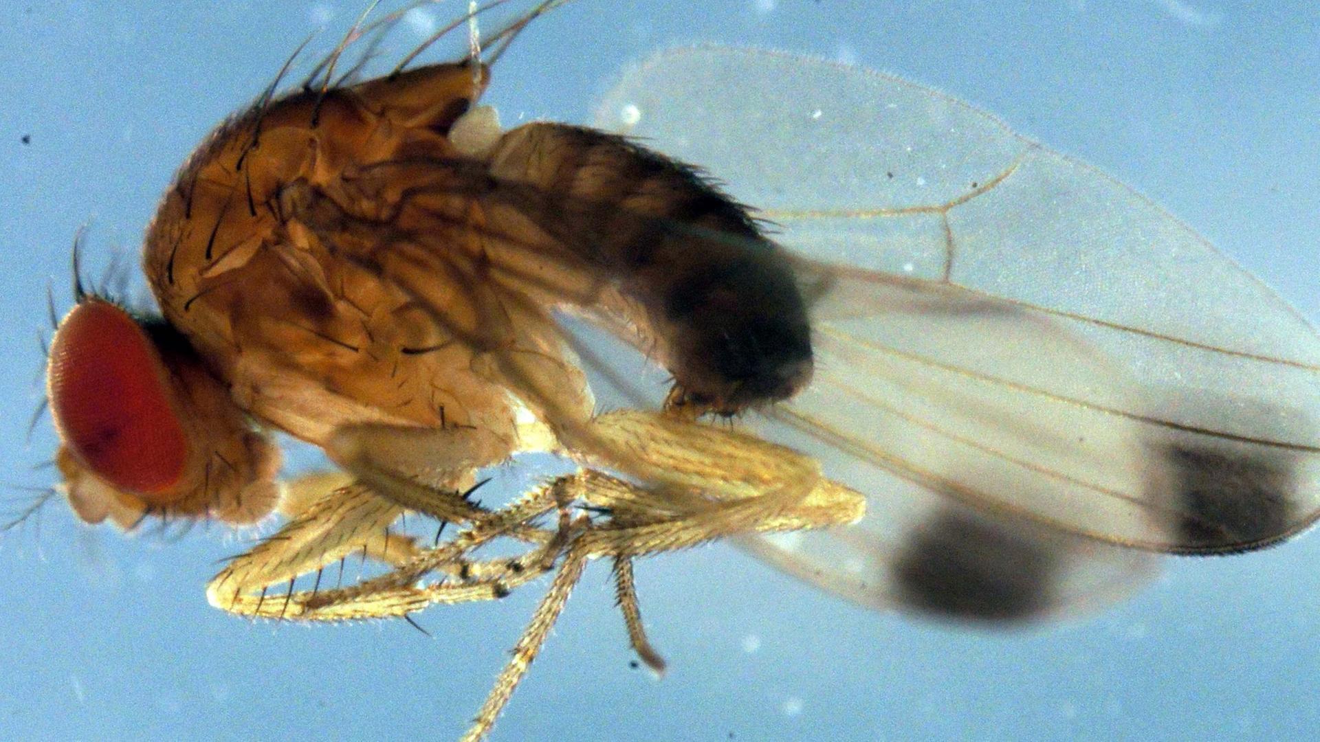 Eine undatierte Makroaufnahme von Drosophila suzukii (Kirschessigfliege).Eine aus Ostasien stammende Fliege bedroht den Obst- und Weinanbau in Deutschland. Die Kirschessigfliege (Drosophila suzukii) sei nun auch mit genetischen Methoden nachgewiesen worden, teilten die Wissenschaftler von der Zoologischen Staatssammlung in München mit. Eine undatierte Makroaufnahme von Drosophila suzukii (Kirschessigfliege).Eine aus Ostasien stammende Fliege bedroht den Obst- und Weinanbau in Deutschland. Die Kirschessigfliege (Drosophila suzukii) sei nun auch mit genetischen Methoden nachgewiesen worden, teilten die Wissenschaftler von der Zoologischen Staatssammlung in München mit.