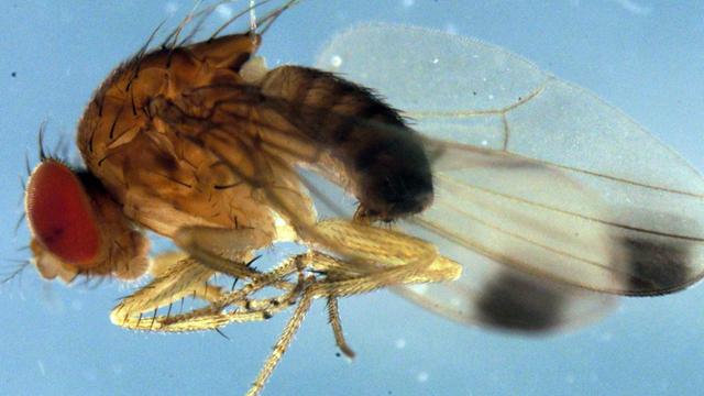 Eine undatierte Makroaufnahme von Drosophila suzukii (Kirschessigfliege).Eine aus Ostasien stammende Fliege bedroht den Obst- und Weinanbau in Deutschland. Die Kirschessigfliege (Drosophila suzukii) sei nun auch mit genetischen Methoden nachgewiesen worden, teilten die Wissenschaftler von der Zoologischen Staatssammlung in München mit.