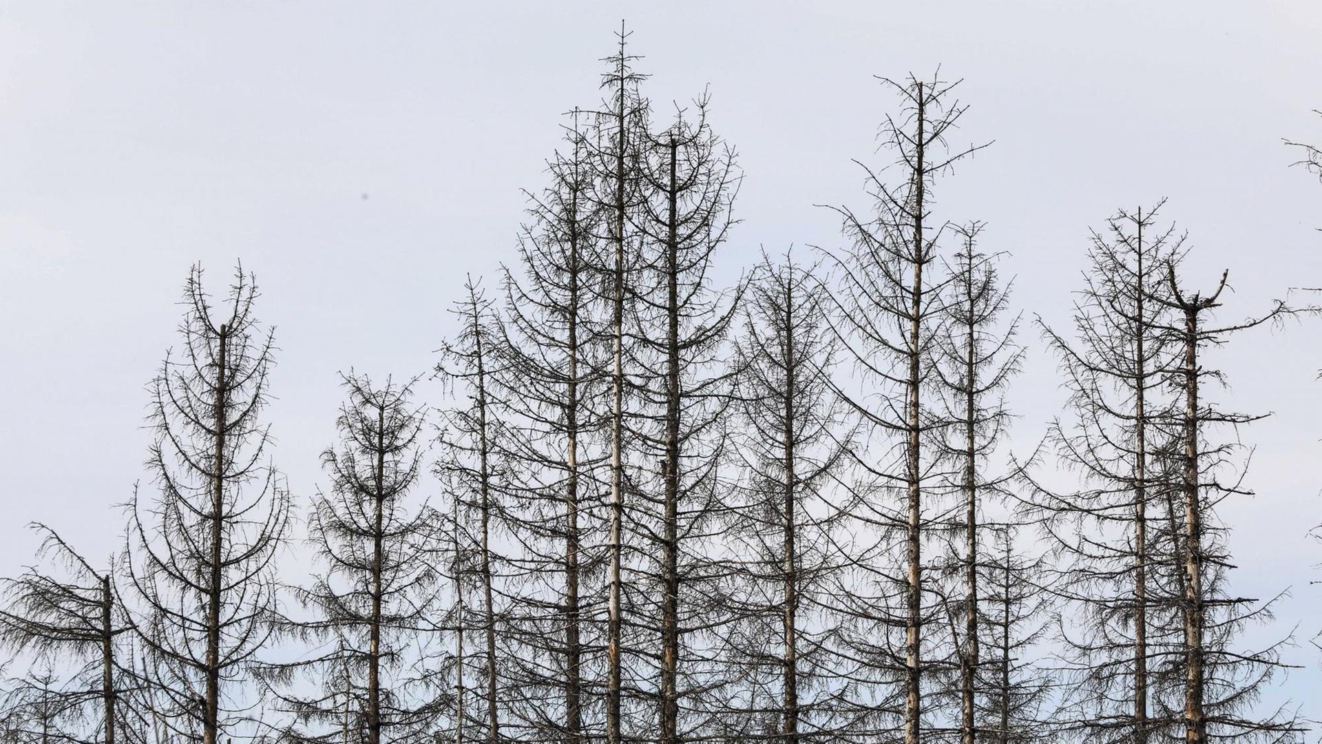 Vertrocknete und von Borkenkäfern befallene Fichten in Oderbrück, im Juli 2020. Die grauen Silhouetten abgestorbener Fichten ragen in den Himmel oder liegen wild übereinander. Vertrocknete und von Borkenkäfern befallene Fichten in Oderbrück, im Juli 2020. Die grauen Silhouetten abgestorbener Fichten ragen in den Himmel oder liegen wild übereinander.