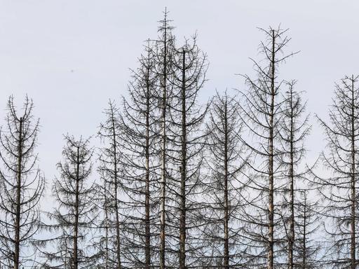 Vertrocknete und von Borkenkäfern befallene Fichten in Oderbrück, im Juli 2020. Die grauen Silhouetten abgestorbener Fichten ragen in den Himmel oder liegen wild übereinander.