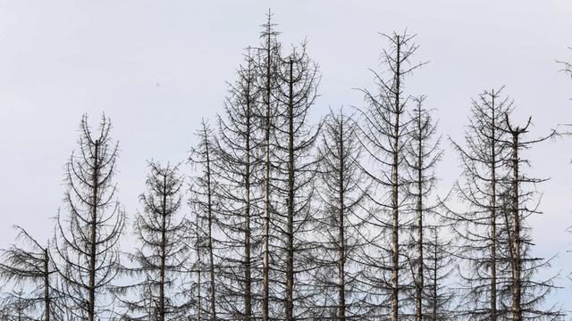 Vertrocknete und von Borkenkäfern befallene Fichten in Oderbrück, im Juli 2020. Die grauen Silhouetten abgestorbener Fichten ragen in den Himmel oder liegen wild übereinander.