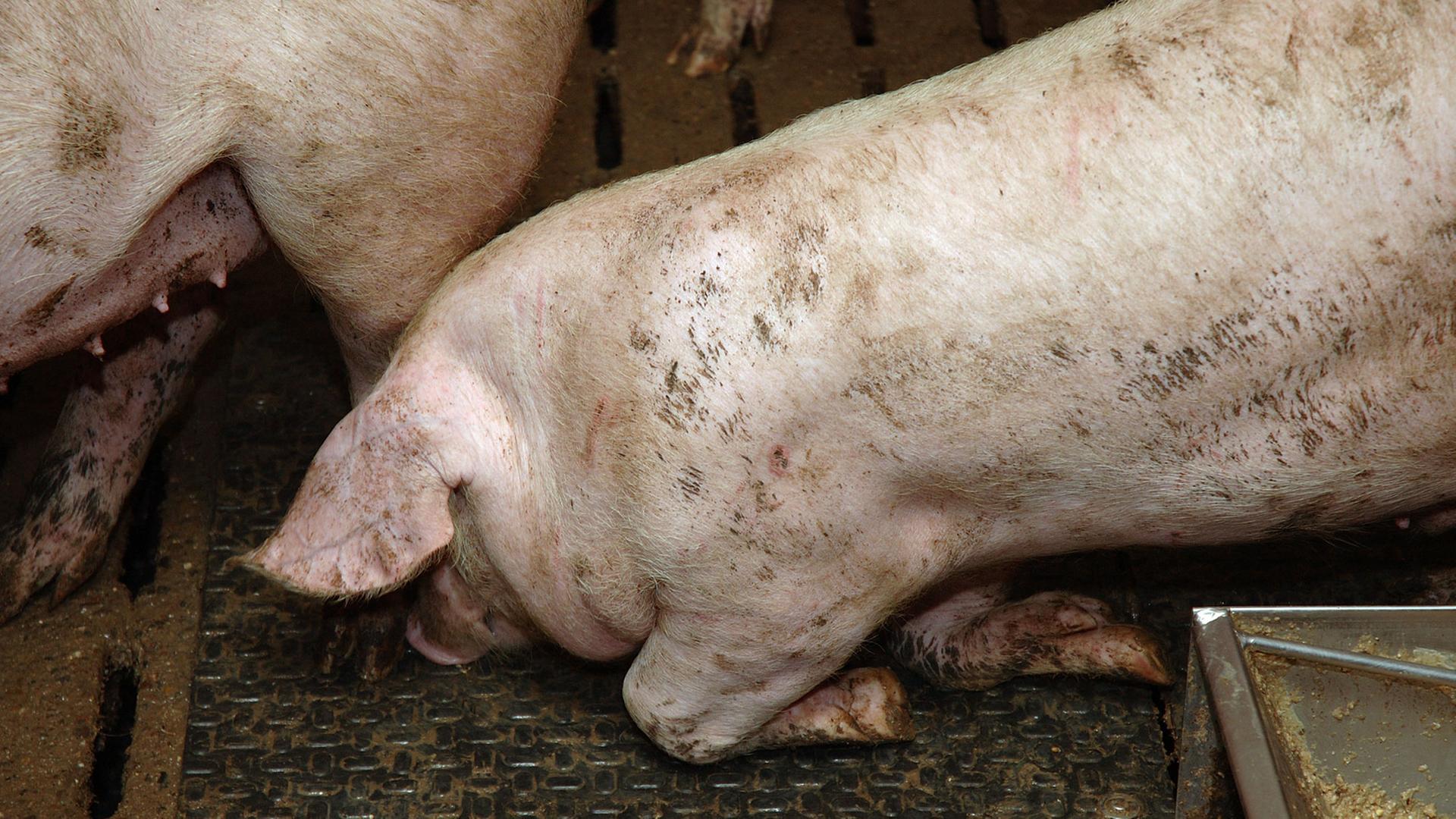 Schweinemast in Deutschland: Dieses Tier leidet unter seinem eigenen Körpergewicht und kann sich nur mit Mühe aufrichten. Schweinemast in Deutschland: Dieses Tier leidet unter seinem eigenen Körpergewicht und kann sich nur mit Mühe aufrichten.