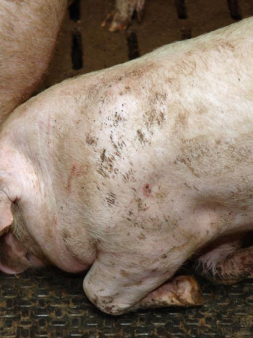 Schweinemast in Deutschland: Dieses Tier leidet unter seinem eigenen Körpergewicht und kann sich nur mit Mühe aufrichten.