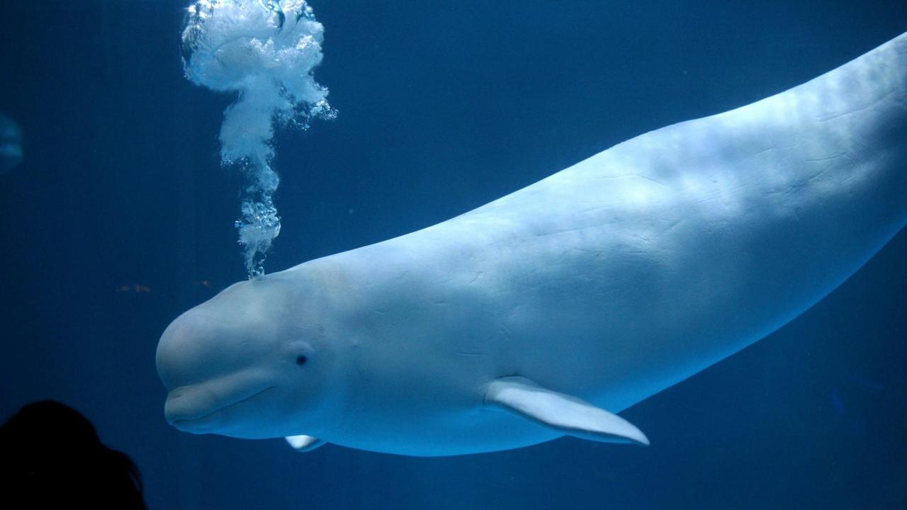 In Moby Dick widmet der Schriftsteller Herman Melville der Farbe Weiß ein ganzes Kapitel. Für ihn war der Weiße Wal das Symbol des Schreckens In Moby Dick widmet der Schriftsteller Herman Melville der Farbe Weiß ein ganzes Kapitel. Für ihn war der Weiße Wal das Symbol des Schreckens
