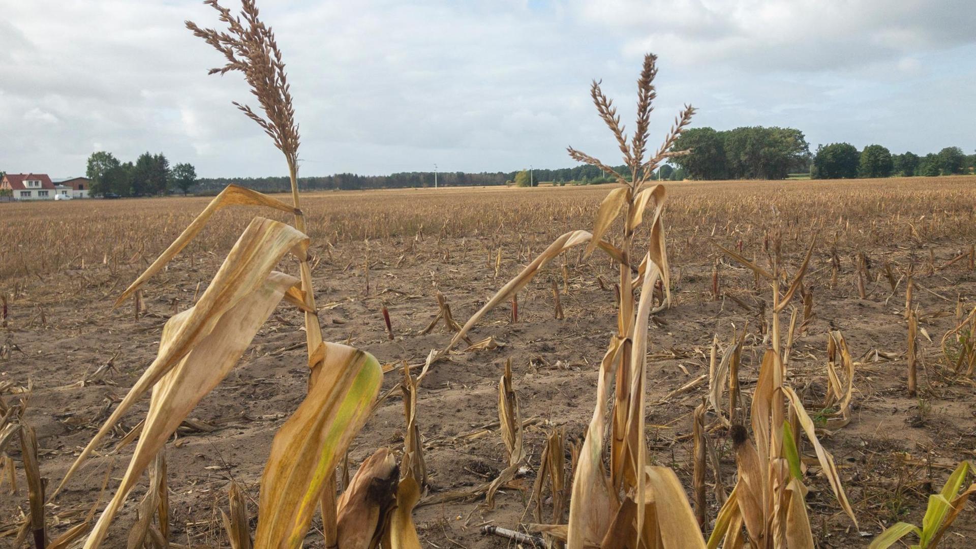 Ein abgeerntetes Feld mit trockenem Getreide im Vordergrund. Ein abgeerntetes Feld mit trockenem Getreide im Vordergrund.